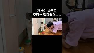 개냥이 놔두고 호캉스갔다온 집사의 최후 #shorts