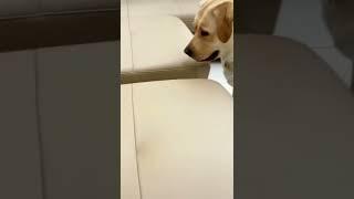 Wait for it#dogs #shorts #animals #kitty007