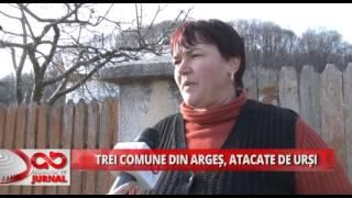 TREI COMUNE DIN ARGES, ATACATE DE URSI