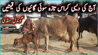 Middle Prices Desi Cross Milking Cows On Gondal Maweshi Mandi || My Life Channel