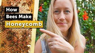 HOW BEES MAKE HONEYCOMB - It Might Surprise You!