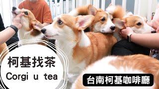 So Cate! A Small Cafe with Multiple Corgis｜CORGI U TEA Anping District, Tainan City