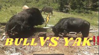 Wow A bull can beat this big black Yak !!!!!!