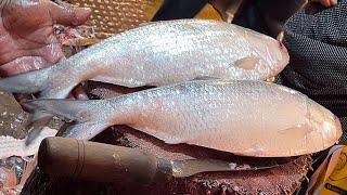 World Most Popular Big Hilsa Fish Cutting Skills Live | Amazing Fish Cutting Skills