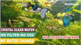 ALGAE FREE PLANTED FISH TANK | UNDER WATER CAMERA | No water change , No filter, No Co2