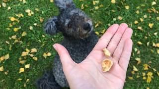 How to activate your pumi dog