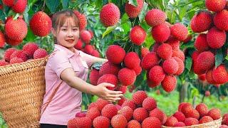 Harvesting Mutant Lychee Hybrid Rambutan Fruit Go To The Market Sell,Cooking|Harvesting Farm Produce