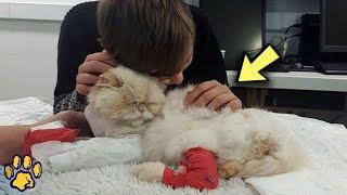 A Dying Cat, Seeing His Owner's Tears, Did the Impossible!