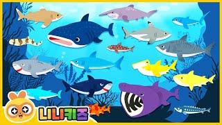 What kind of shark am I? | Shadow Shark Game | Baby Shark?  Megalodon? | Shark Collection | NINIkids