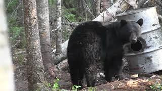 ARCHERY BLACK BEAR HUNT BY JOSH SMITH AT BEAR TRAK OUTFITTERS WITH A PERFECT SHOT IN ONTARIO CANADA!