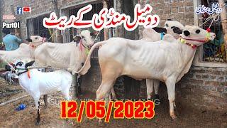 Domail Mandi 12/05/2023   Part01 Sunny Video Fateh Jang Dhanibulls دومیل منڈی کے ریٹ