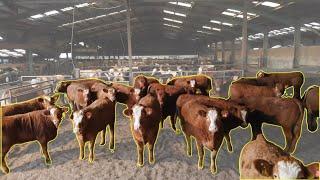 The 󠁧󠁢󠁳󠁣󠁴󠁿 Farm Finishing 3000 Cattle a Year!