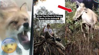 What Rabies Does To An Animal… // Tcezy TikTok Compilation