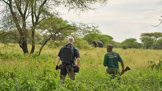 Tarangire National Park 4k - Walking Safari - Tanzania - Africa