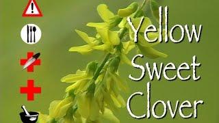 Yellow Sweet Clover: Edible, Medicinal, Cautions & Other Uses