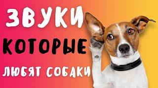 ЗВУКИ КОТОРЫЕ НРАВЯТСЯ СОБАКАМ  | ПРАНК НАД СОБАКОЙ | ТЕСТ НА ОХРАННИКА ЧЕЛЛЕНДЖ