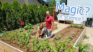 Our Garden Can Now Water Itself! - How to Harness Gravity?