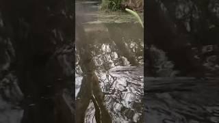 NATIVE AUSTRALIAN PLATYPUS #nativeaustralia #platypus #adventures