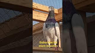 most beautiful pigeon of 2021