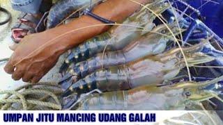 7 Umpan Mancing Udang Galah Paling Ampuh