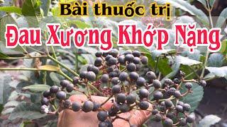 Bài thuốc trị Đau Nhức Xương Khớp nặng. PHAN HẢI Channel