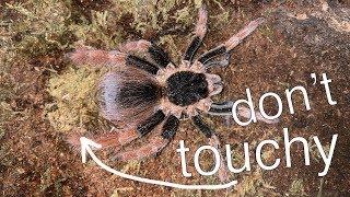 OUCH! My NEW TARANTULA has SPIKES? +Tye Dyed Iguana