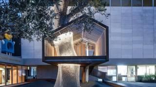 Glass House Built Around Tree