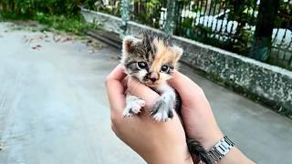 lost kitten wandered the streets, ignored, clinging to passersby, afraid of being abandoned again.