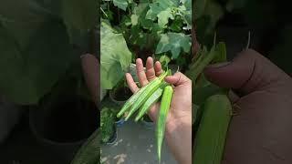 My Dream Garden Harvesting mini vlog#nature #youtubeshorts