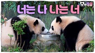 (SUB) Daily Life Of Twin Pandas Who Look Alike│Panda World