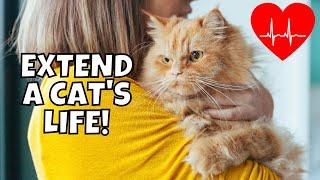 How to Extend Your Cat's Life (10 Easy Tips)