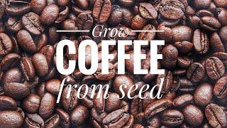 How to grow Coffee Beens