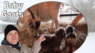 Baby Goats | Baby Kiko Goats | Kidding Season is Here | Winter Storm #2 Day 2