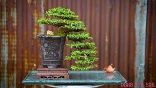 Thọ Bonsai - Số 302 ĐÃ BÁN - Kim Thanh Mai hàng triển lãm