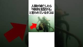 人間vsタコに関する雑学