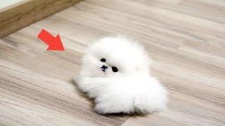 Top 10 Smallest DOG Breeds That Fit in Your Pocket"