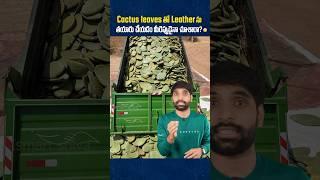 Cactus Leaves తో Leather ను తయారు చేస్తున్నారట  #shortsfeed #shortsvideo #shorts #cactusleather