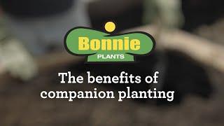 The Benefits of Companion Planting