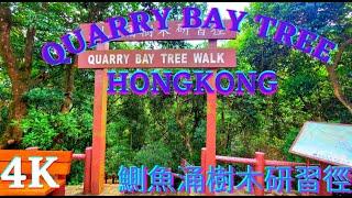 4K QUARRY BAY TREE WALK HONGKONG | NATURE