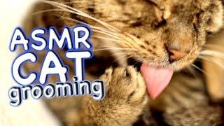 ASMR Cat - Grooming #34