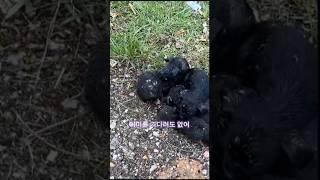 부부에게 발견된 강아지들