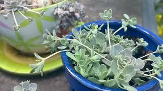 Enjoy Chinese Dunce Cap succulent beauty from our garden