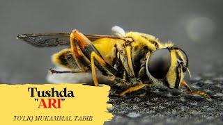 TUSHDA ARI TABIRI | TO'LIQ MUKAMMAL TABIR