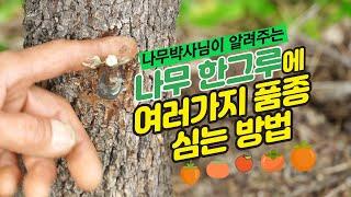 감나무에 여러가지 품종을  접목(드릴접, 녹지접, 삽접), 다양한 감 품종 수확하기