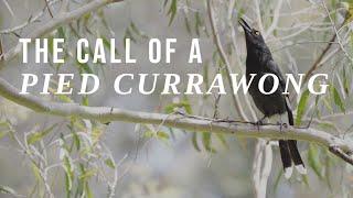 The call of a Pied Currawong in the mountains