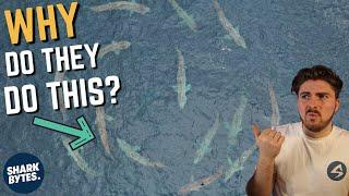 What is a Basking Shark TORUS?