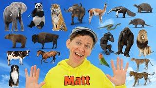 My First 100 Animals with Matt | Wild and Farm Animals | Dream English Kids