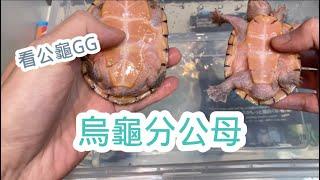 烏龜分公母 怎麼分 看公龜那一包～巨頭麝香 屋頂龜 都能這樣看Sexing turtles