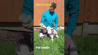Pet lambs Dan + Daisy #sheepfarming #farm #sheep #shepherd #lambing #farming #lambs #lamb #farmlife