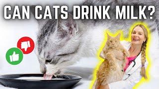 Why Cats Should NOT Drink Cows Milk? | Myth Busted! Vet Simply Explains